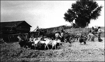 goats threshing
