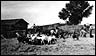 goats threshing